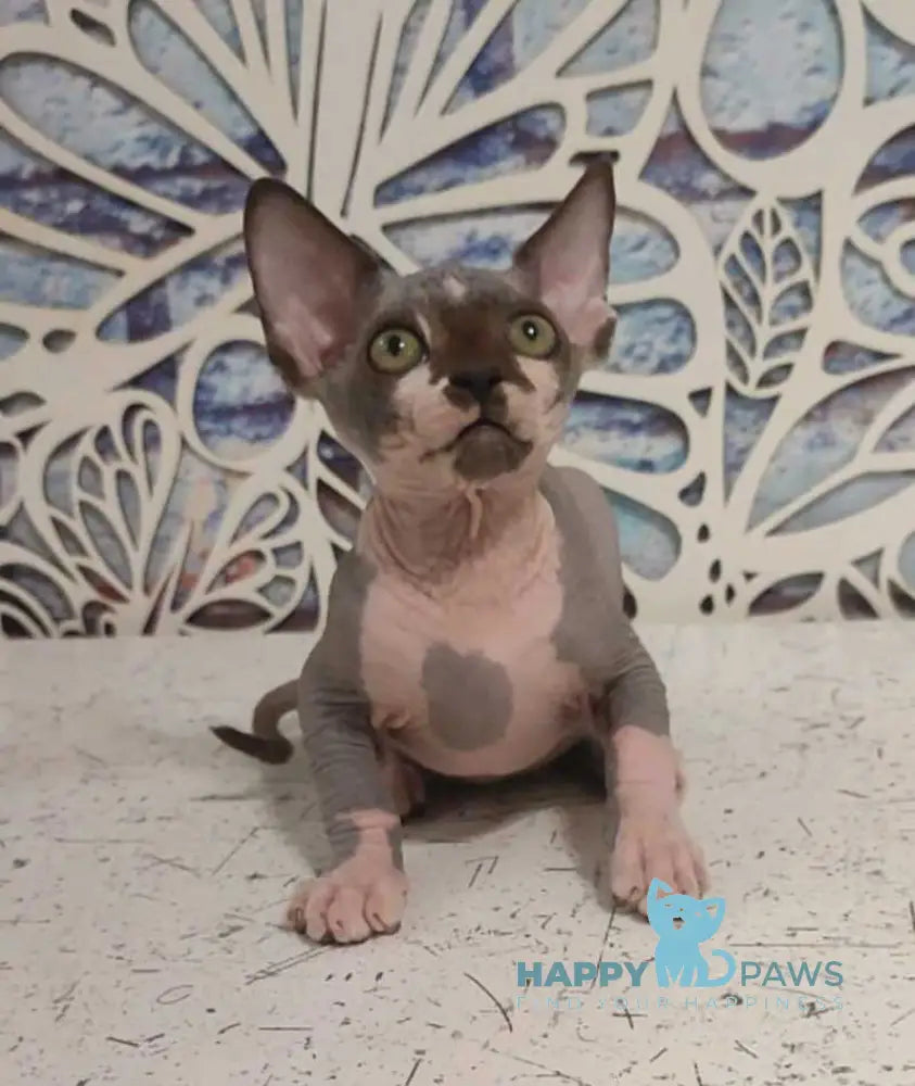 Kelvin Canadian Sphynx male black bicolour live animals