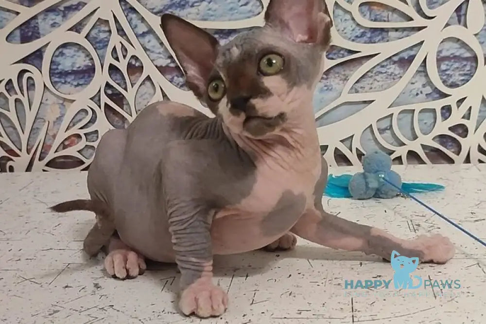Kelvin Canadian Sphynx male black bicolour live animals