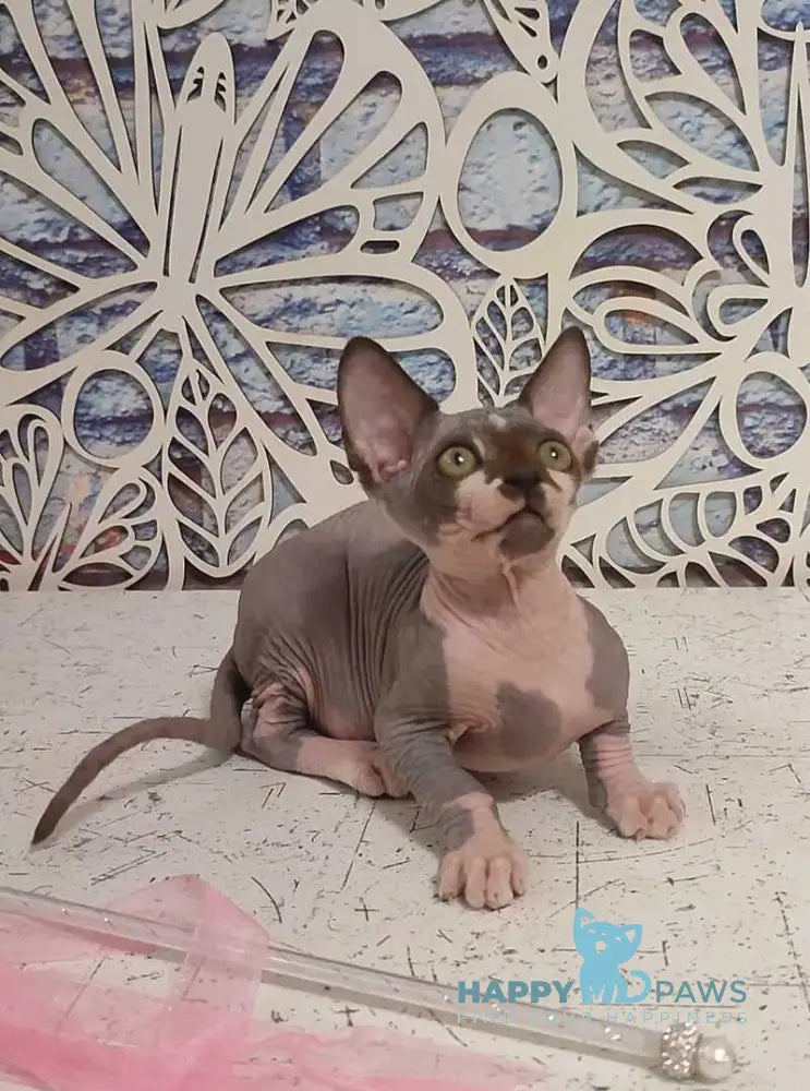 Kelvin Canadian Sphynx male black bicolour live animals
