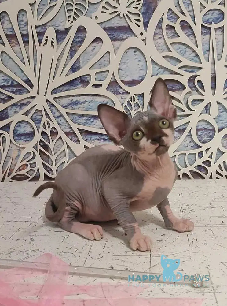 Kelvin Canadian Sphynx male black bicolour live animals