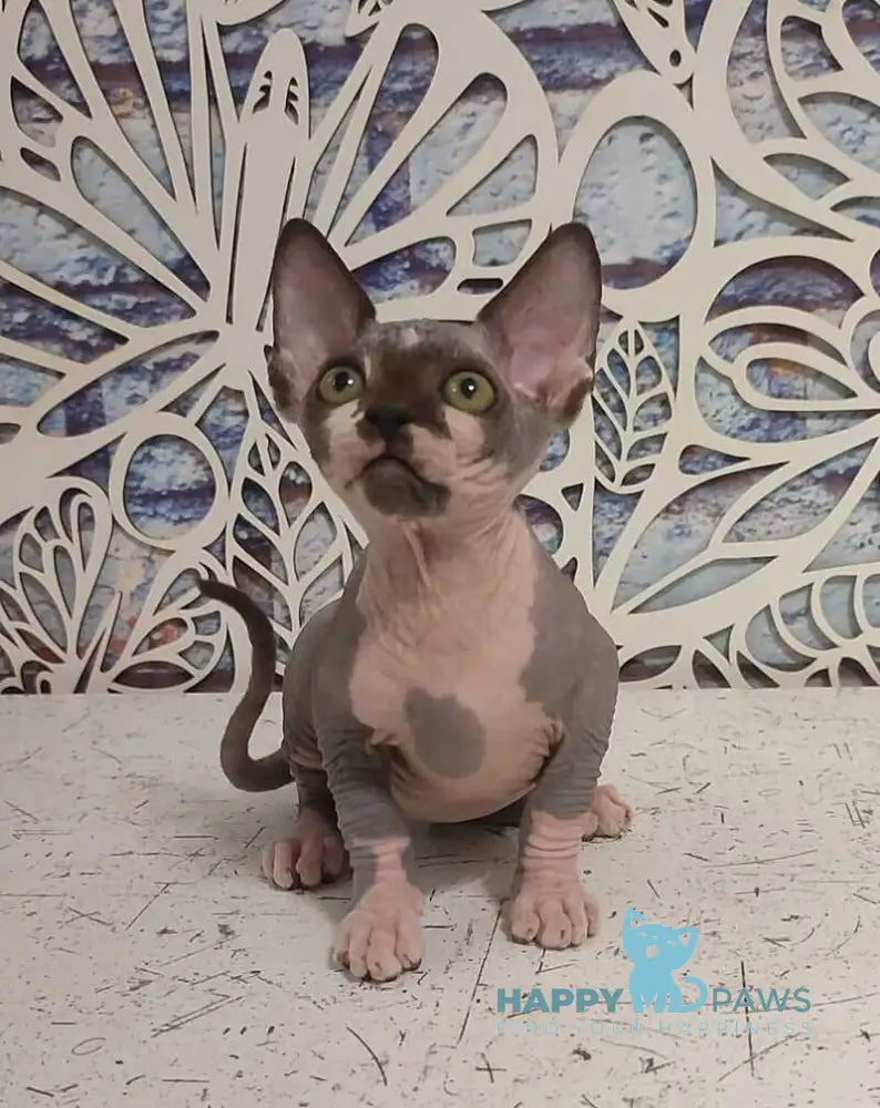 Kelvin Canadian Sphynx male black bicolour live animals
