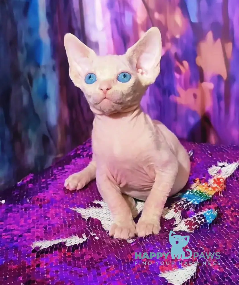 Kelvin Canadian Sphynx male white live animals