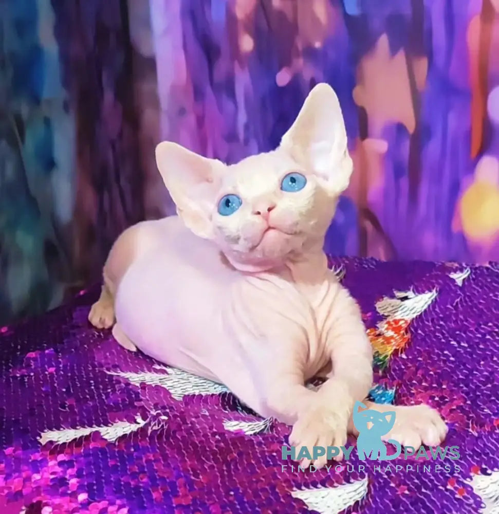 Kelvin Canadian Sphynx male white live animals