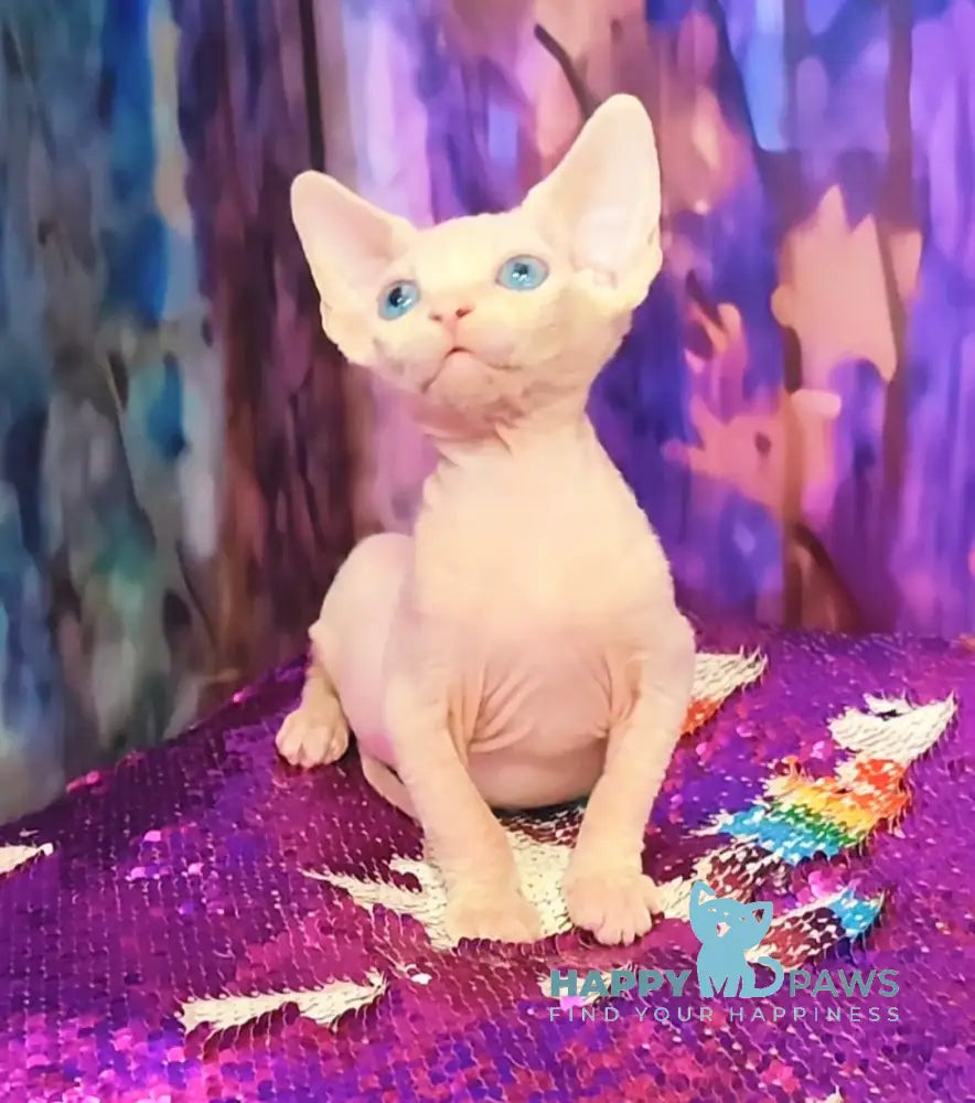 Kelvin Canadian Sphynx male white live animals