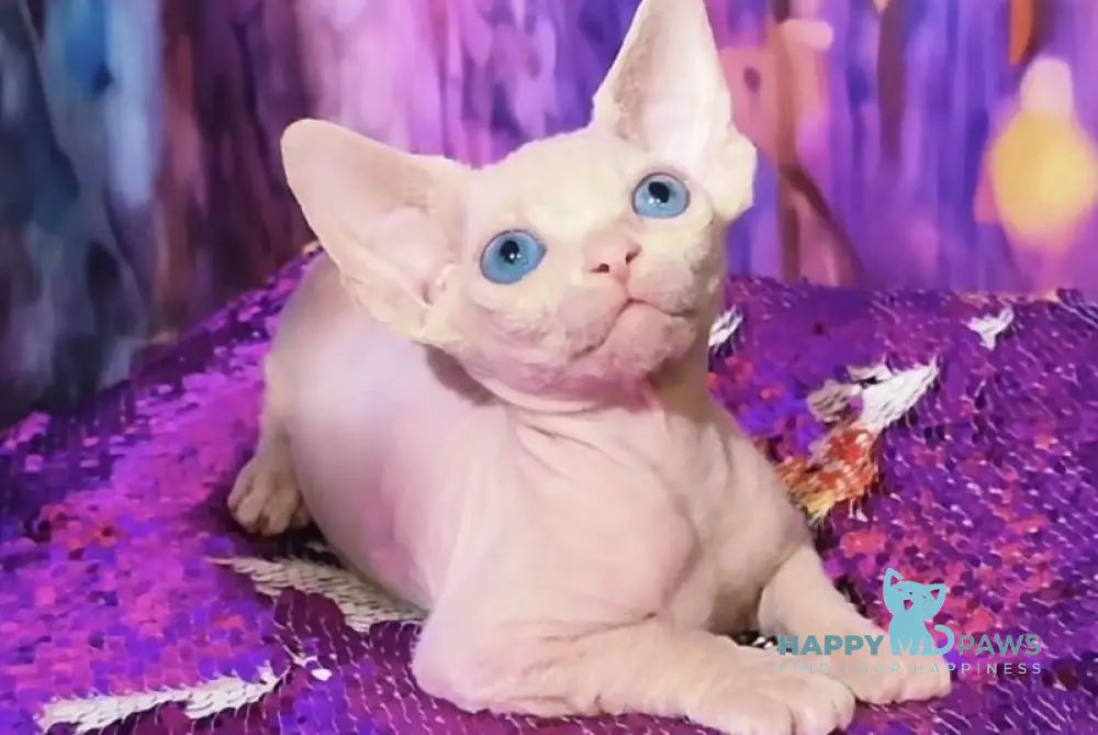 Kelvin Canadian Sphynx male white live animals