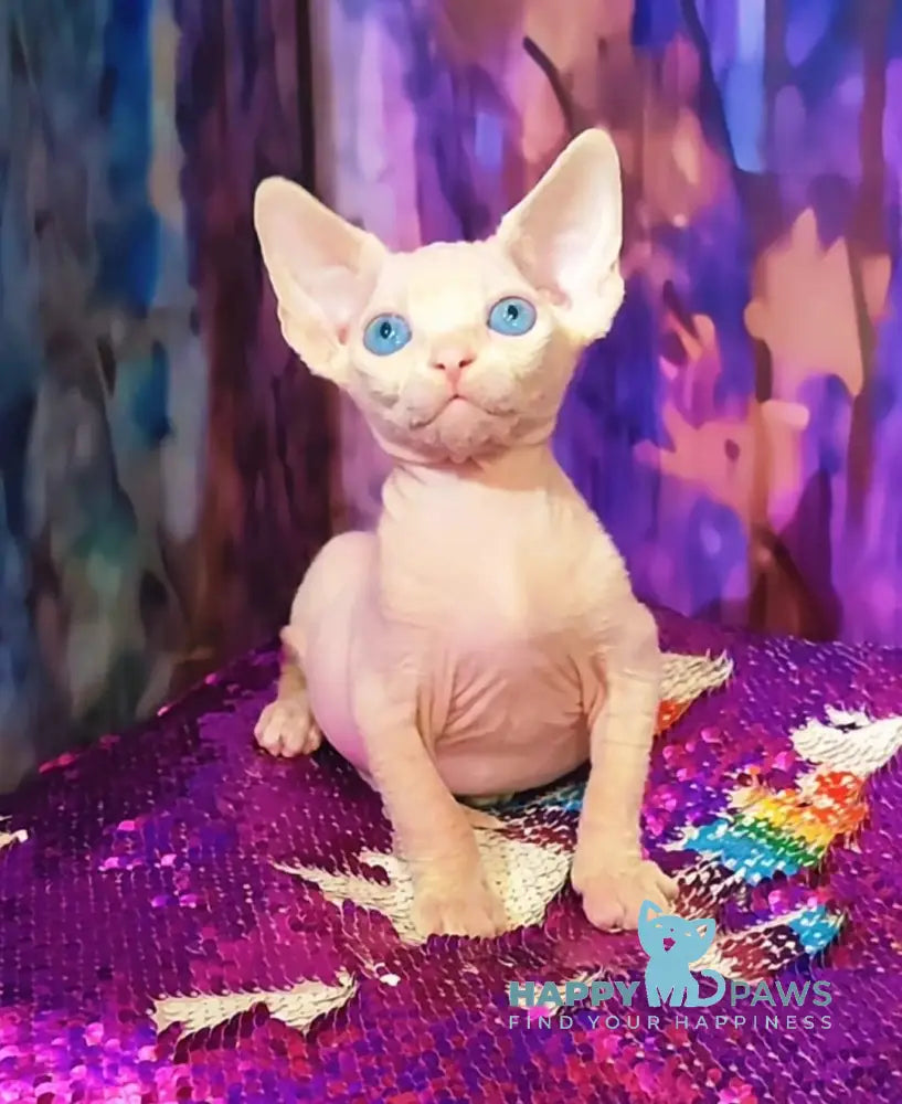 Kelvin Canadian Sphynx male white live animals