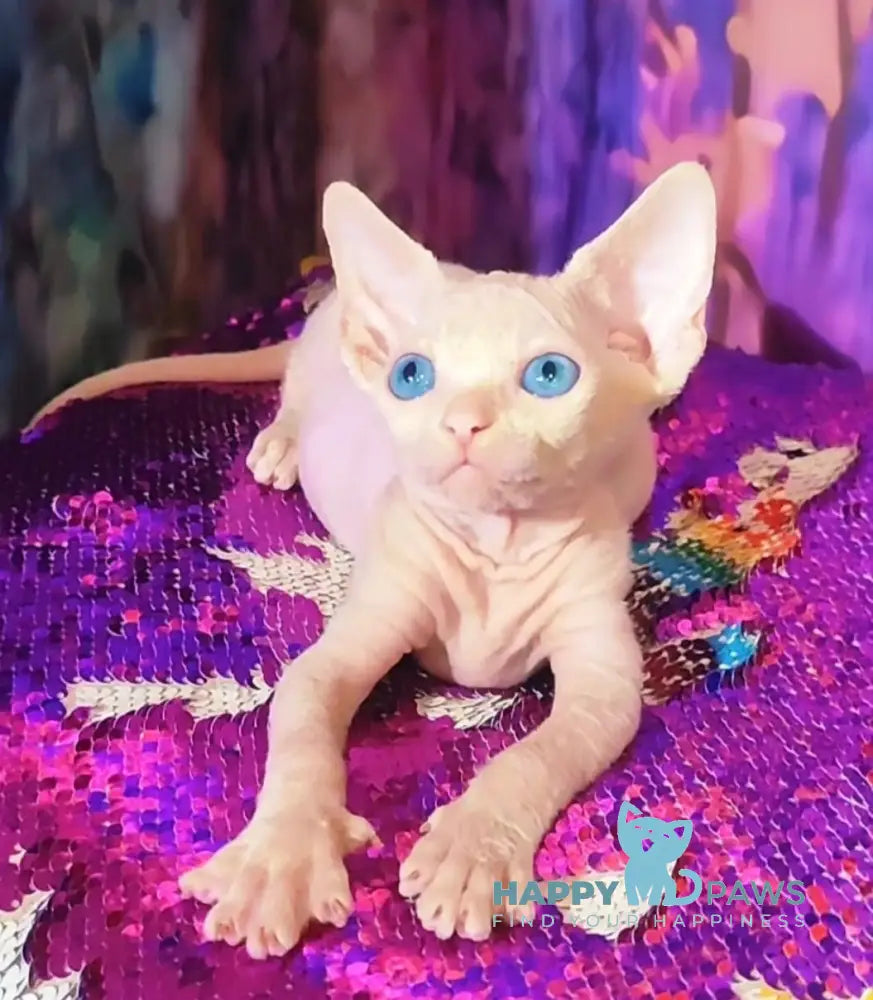 Kelvin Canadian Sphynx male white live animals