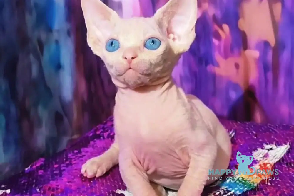 Kelvin Canadian Sphynx male white live animals