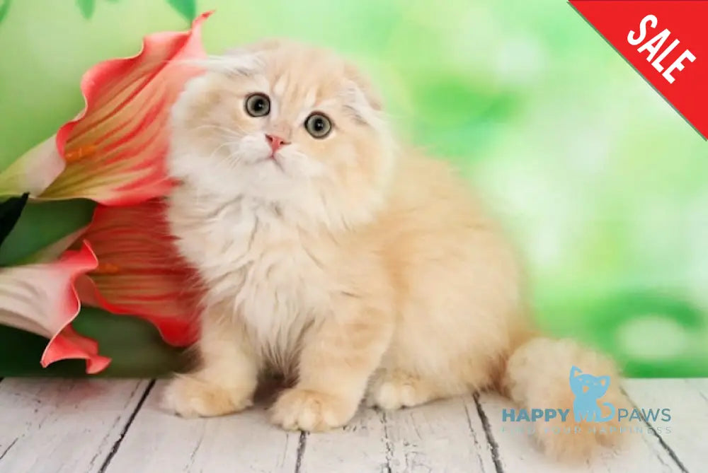 Kelvin Scottish Fold male cream golden shaded live animals