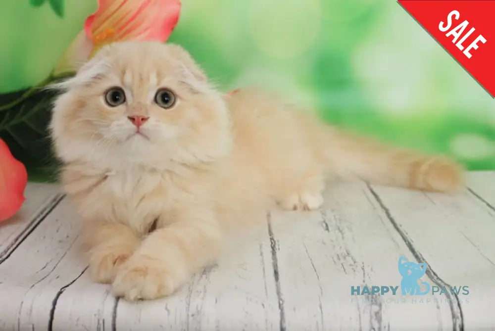 Kelvin Scottish Fold male cream golden shaded live animals
