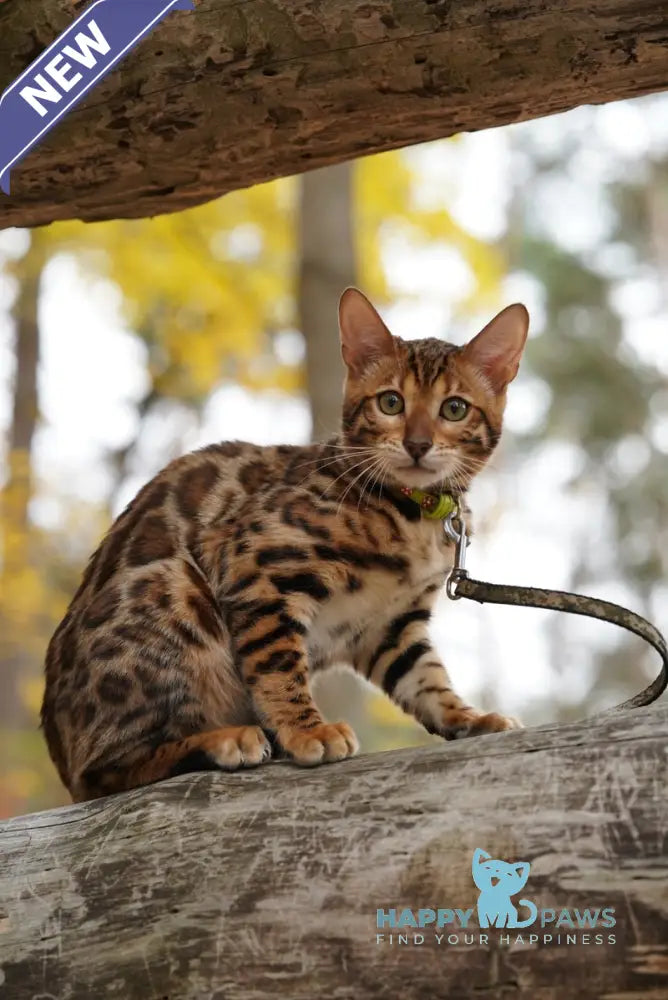 Kemal Bengal male black spotted tabby live animals