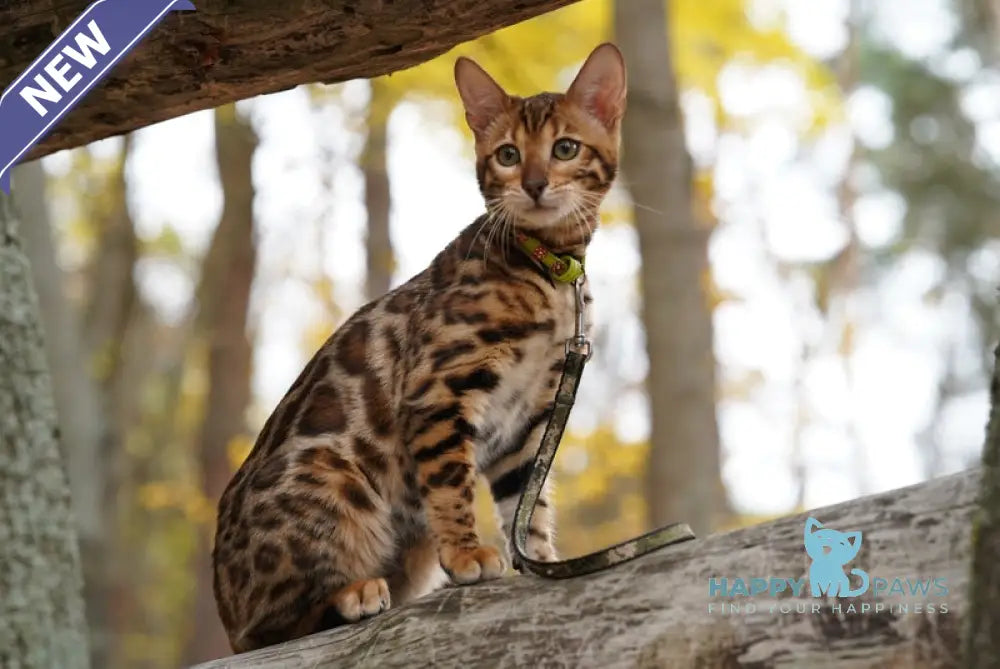 Kemal Bengal male black spotted tabby live animals