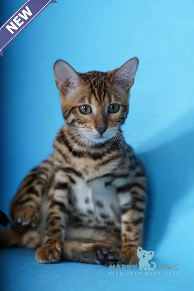 Kemal Bengal male black spotted tabby live animals