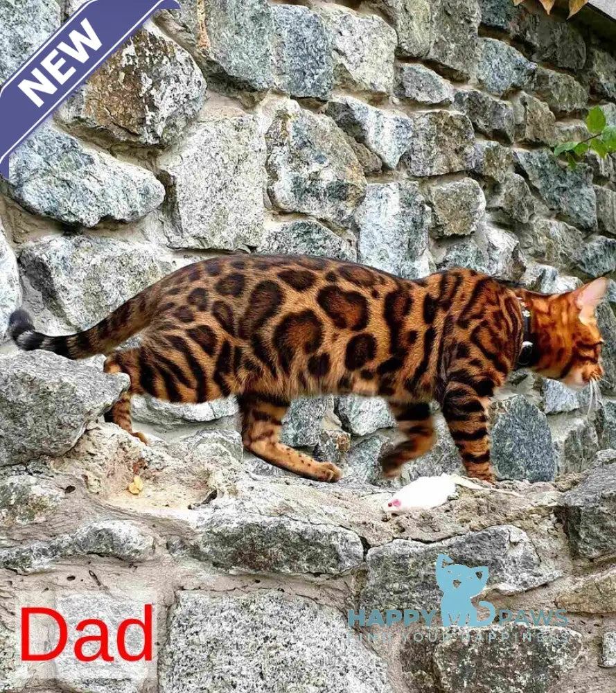 Kemal Bengal male black spotted tabby live animals