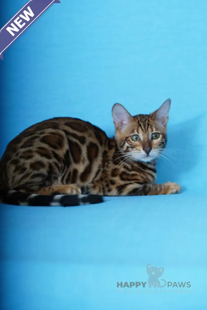 Kemal Bengal male black spotted tabby live animals