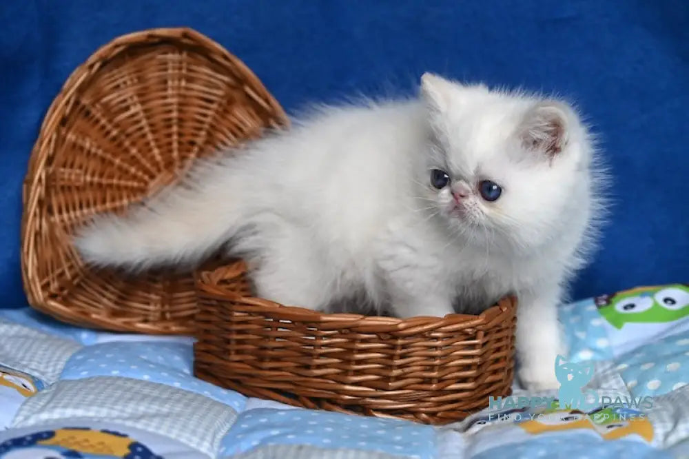 Ken Exotic male cream tabby pointed live animals