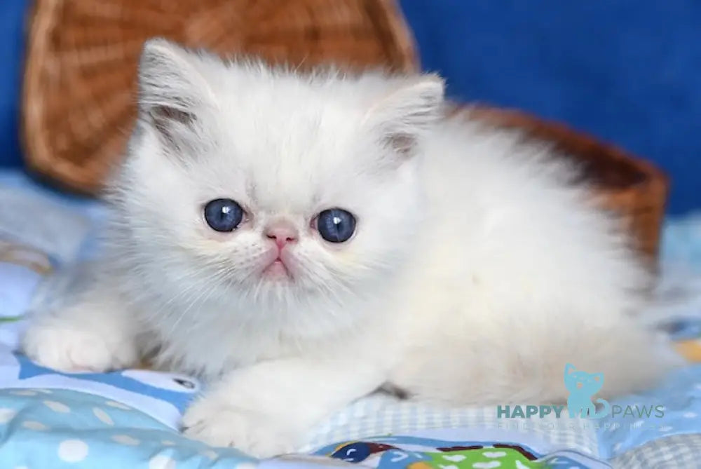 Ken Exotic male cream tabby pointed live animals