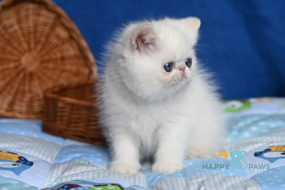 Ken Exotic male cream tabby pointed live animals