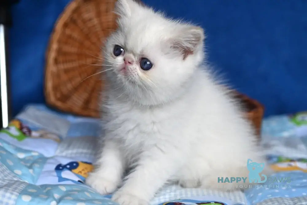 Ken Exotic male cream tabby pointed live animals
