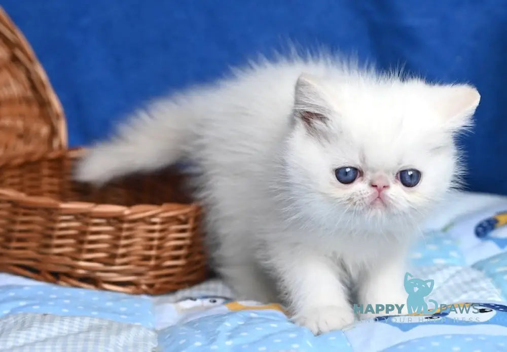 Ken Exotic male cream tabby pointed live animals