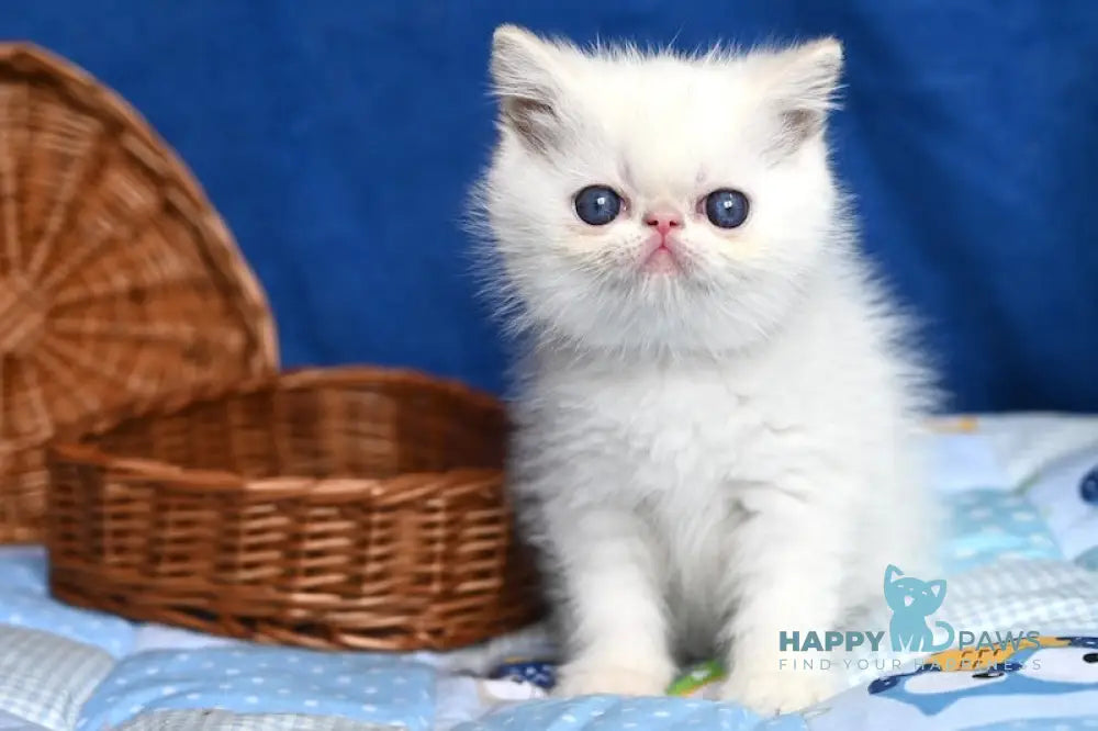 Ken Exotic male cream tabby pointed live animals
