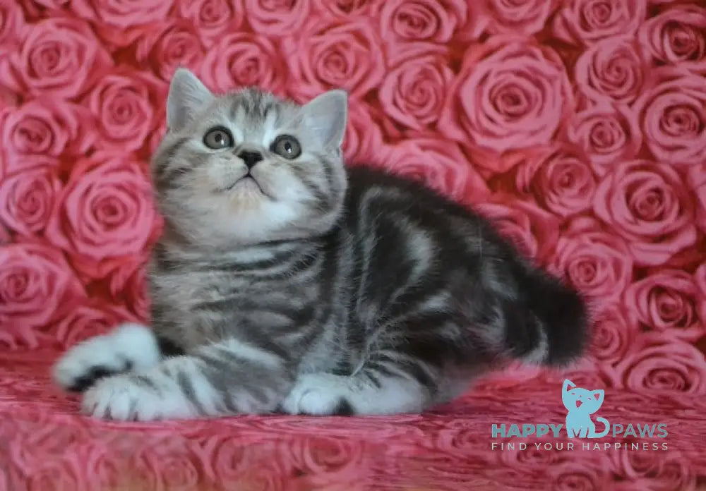 Ken Scottish Straight male black silver tabby live animals