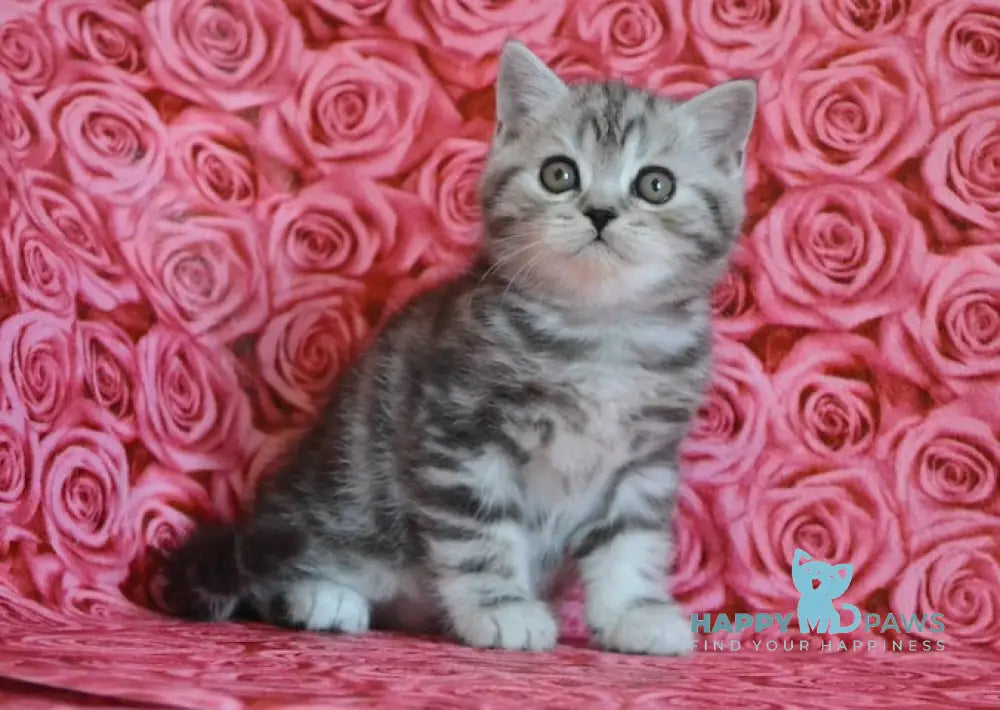 Ken Scottish Straight male black silver tabby live animals