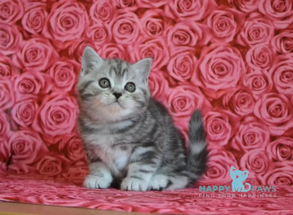 Ken Scottish Straight male black silver tabby live animals
