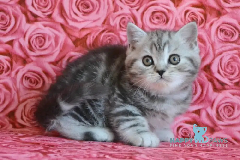 Ken Scottish Straight male black silver tabby live animals