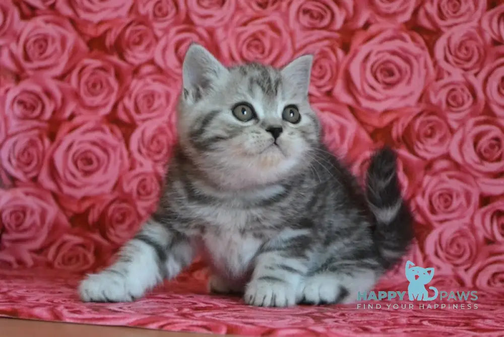 Ken Scottish Straight male black silver tabby live animals