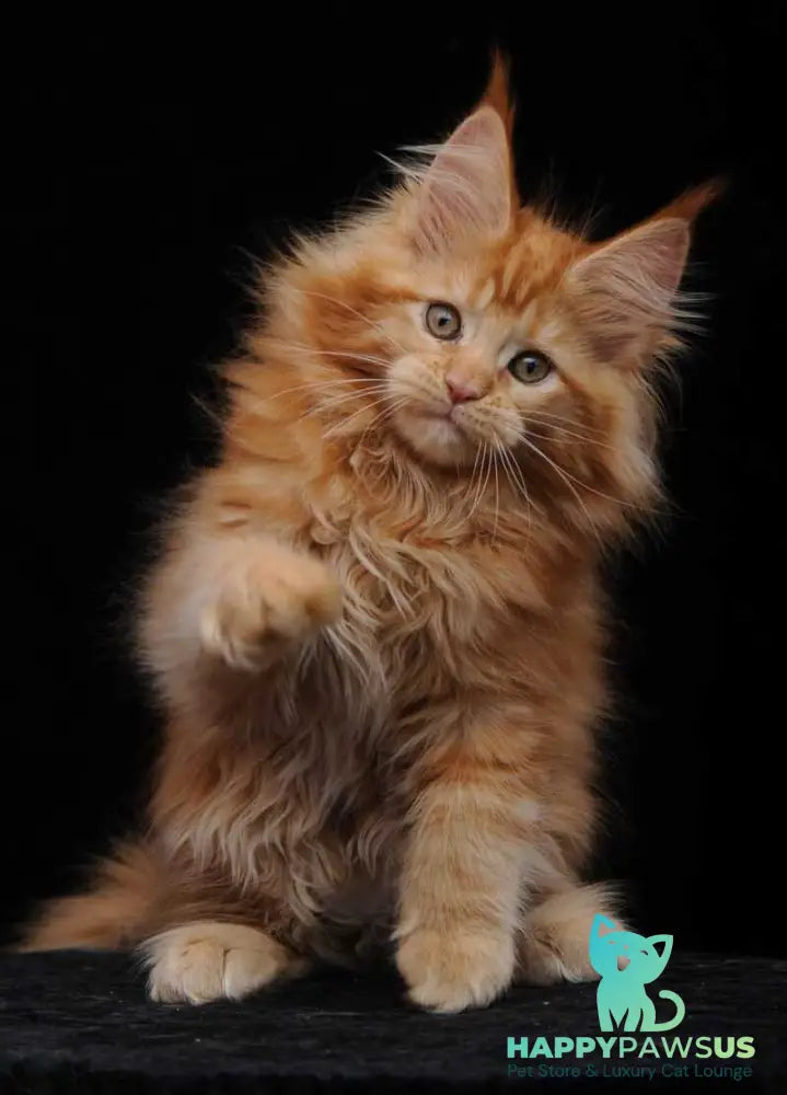 Kendi Maine Coon female red - live animals