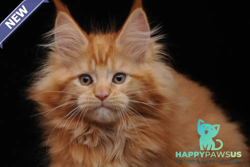 Kendi Maine Coon female red - live animals