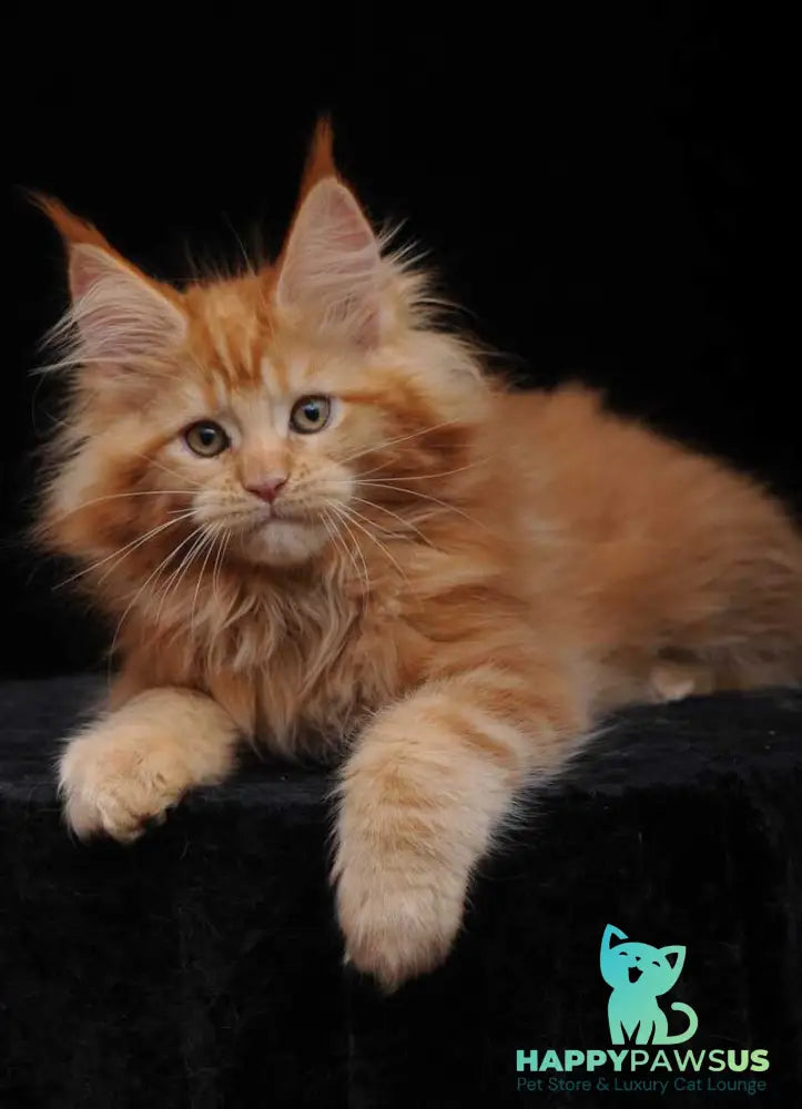 Kendi Maine Coon female red - live animals