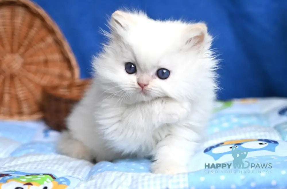 Kendy Persian male cream tabby pointed live animals