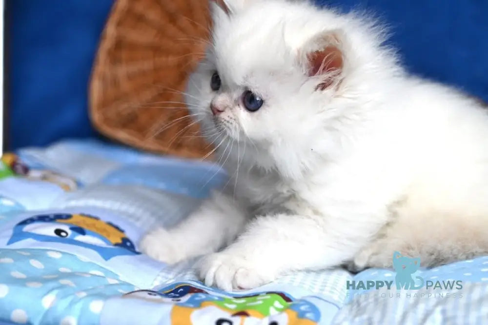 Kendy Persian male cream tabby pointed live animals