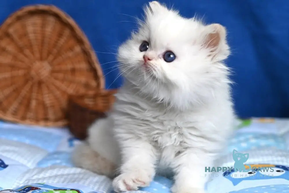 Kendy Persian male cream tabby pointed live animals