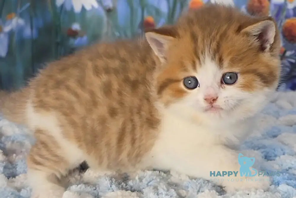 Kenny Scottish Straight male cinnamon spotted tabby bicolour - live animals