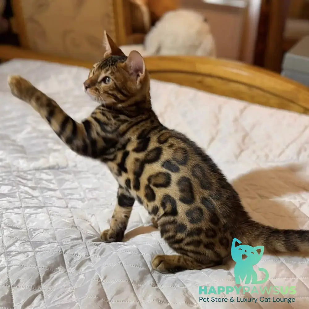 Kent Bengal male black spotted tabby - live animals