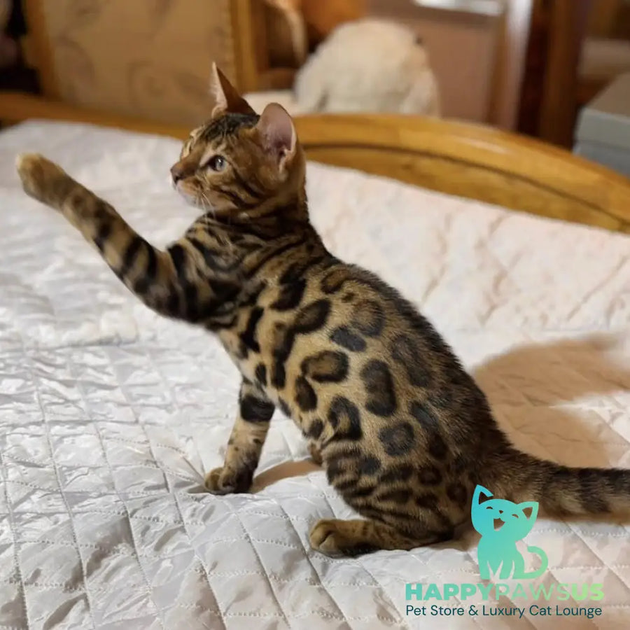 Kent Bengal male black spotted tabby - live animals