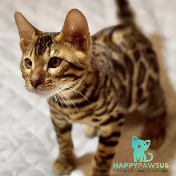 Kent Bengal male black spotted tabby - live animals