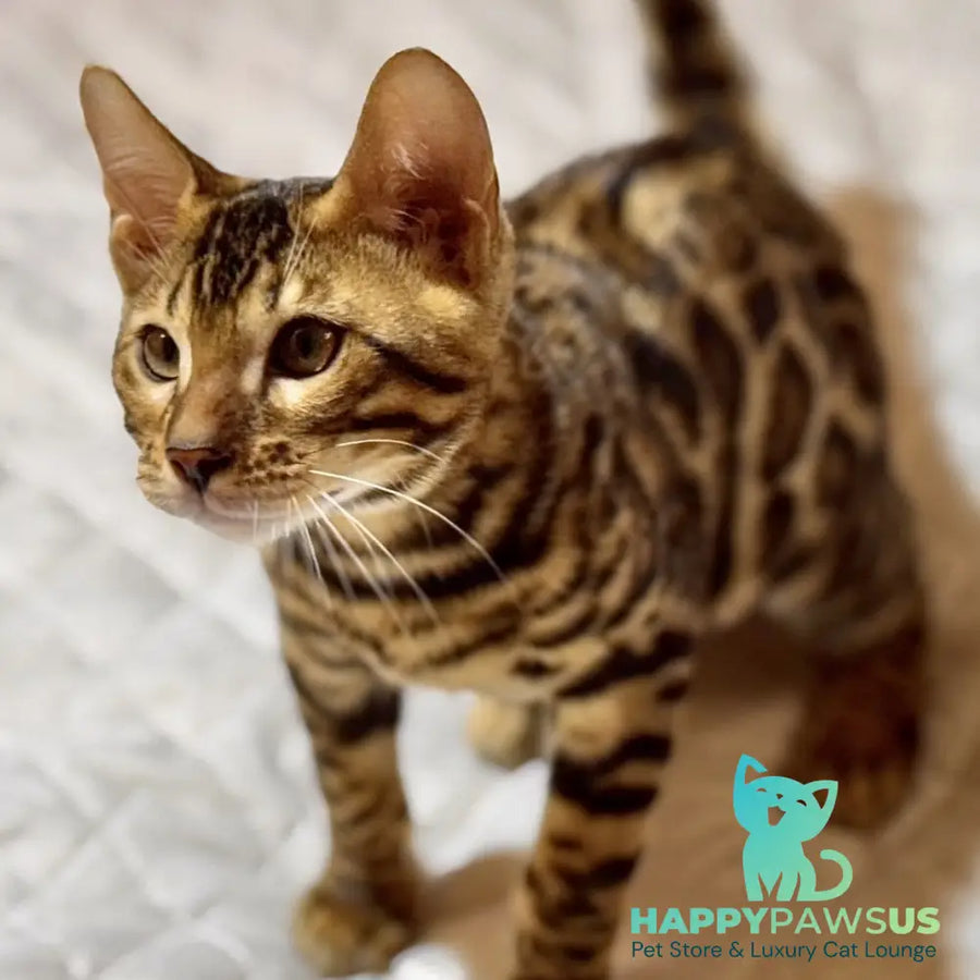 Kent Bengal male black spotted tabby - live animals