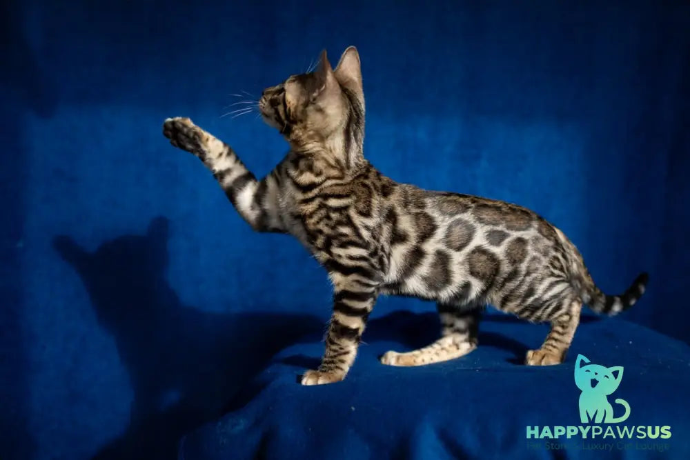 Kent Bengal male black spotted tabby - live animals