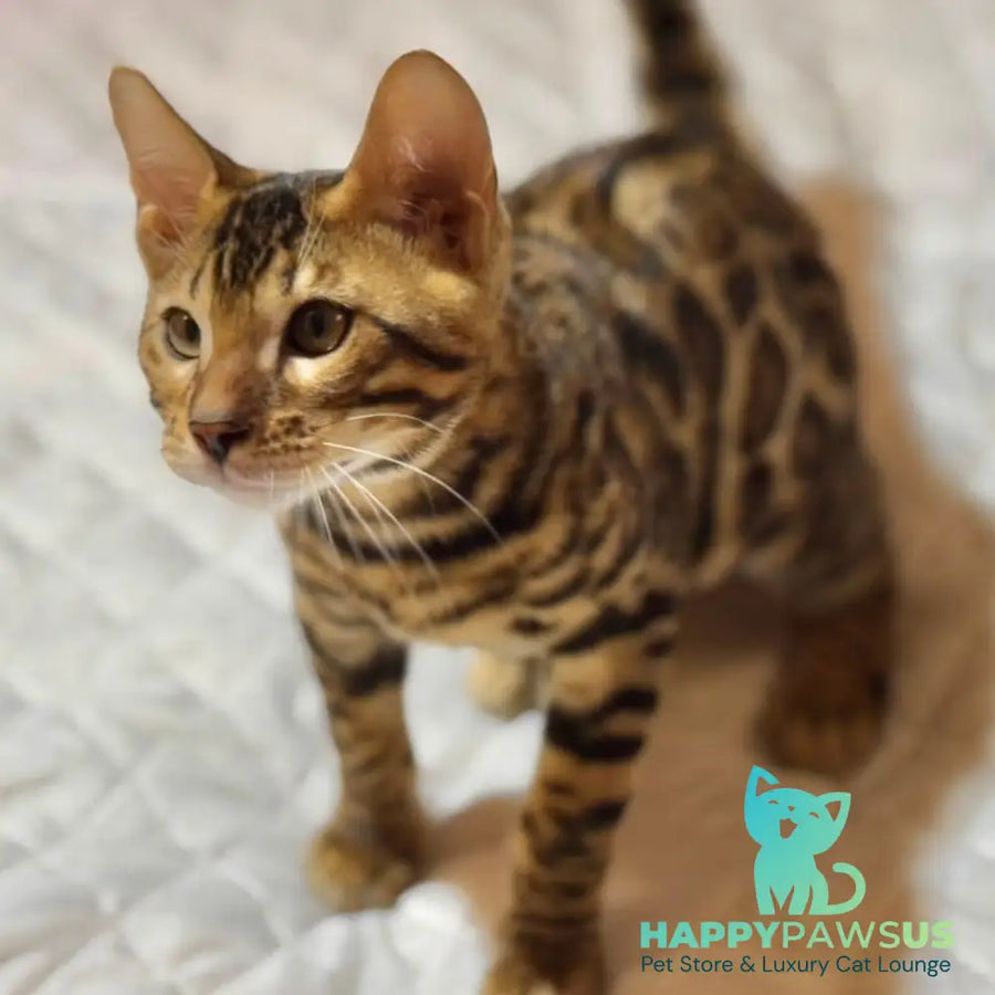 Kent Bengal male black spotted tabby - live animals