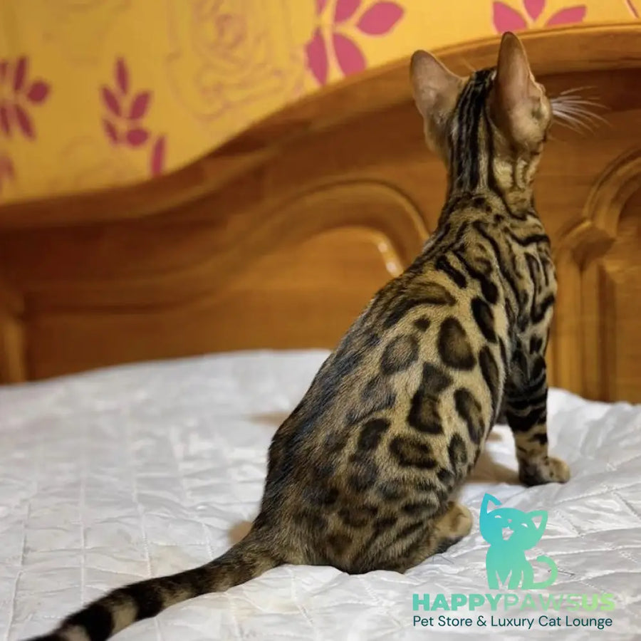 Kent Bengal male black spotted tabby - live animals