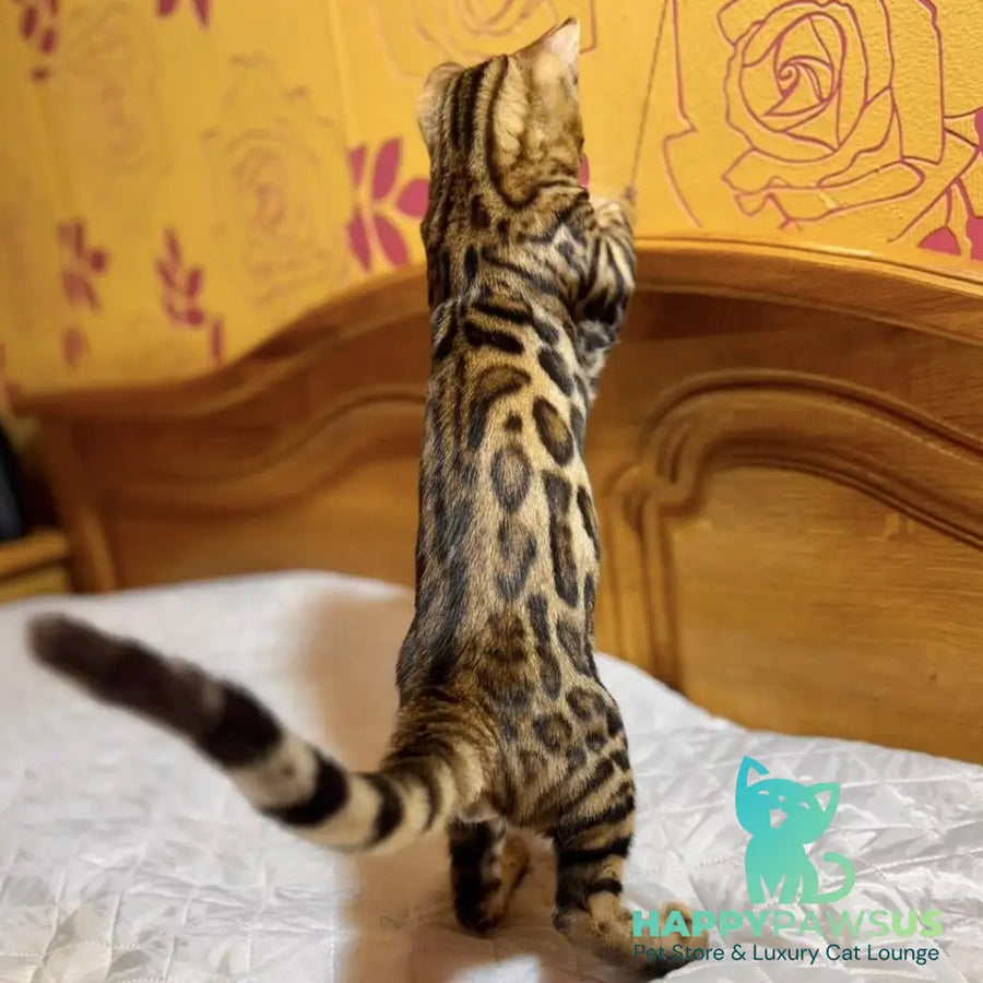 Kent Bengal male black spotted tabby - live animals