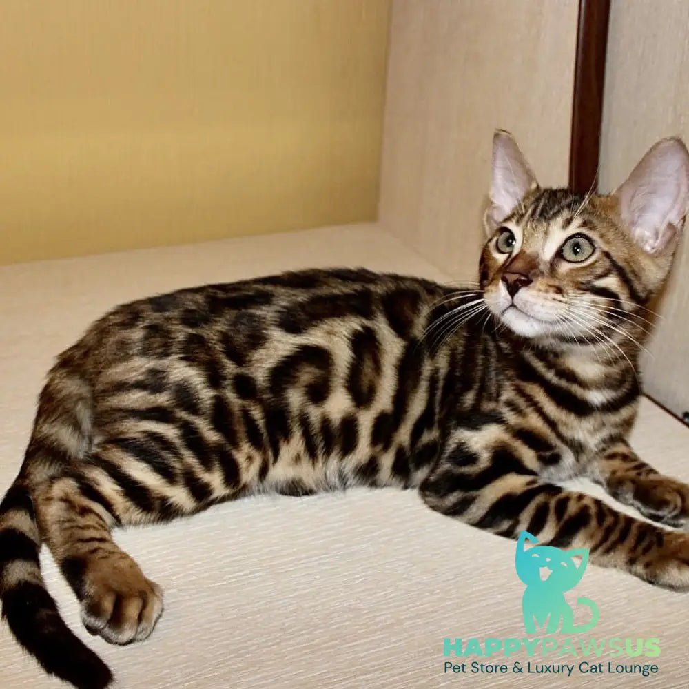 Kent Bengal male black spotted tabby - live animals