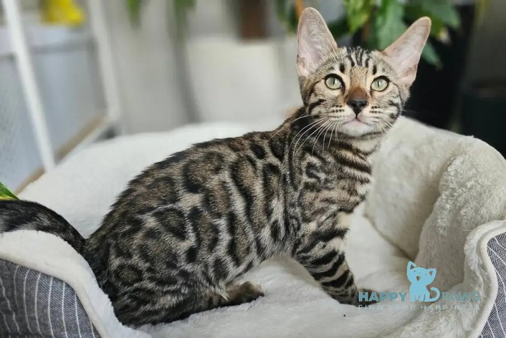 Kent Bengal male black spotted tabby live animals