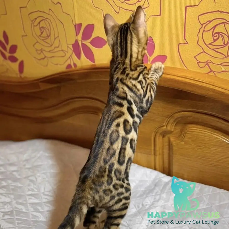 Kent Bengal male black spotted tabby - live animals