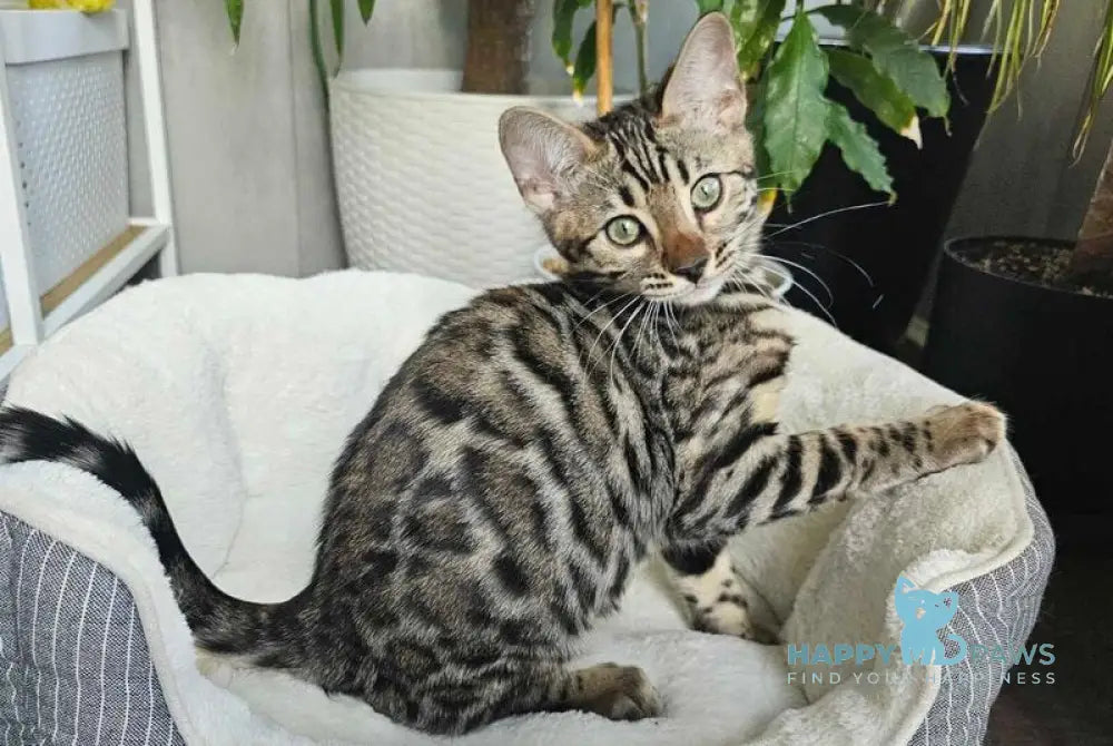 Kent Bengal male black spotted tabby live animals