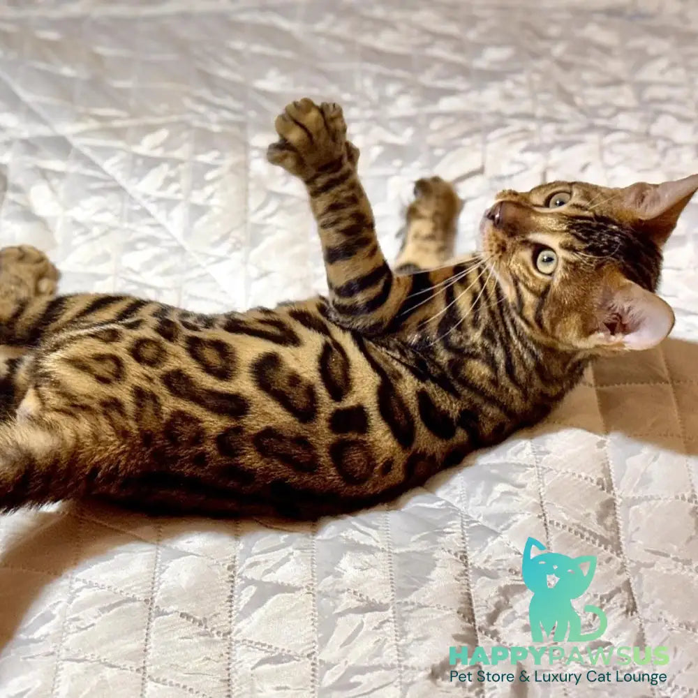 Kent Bengal male black spotted tabby - live animals
